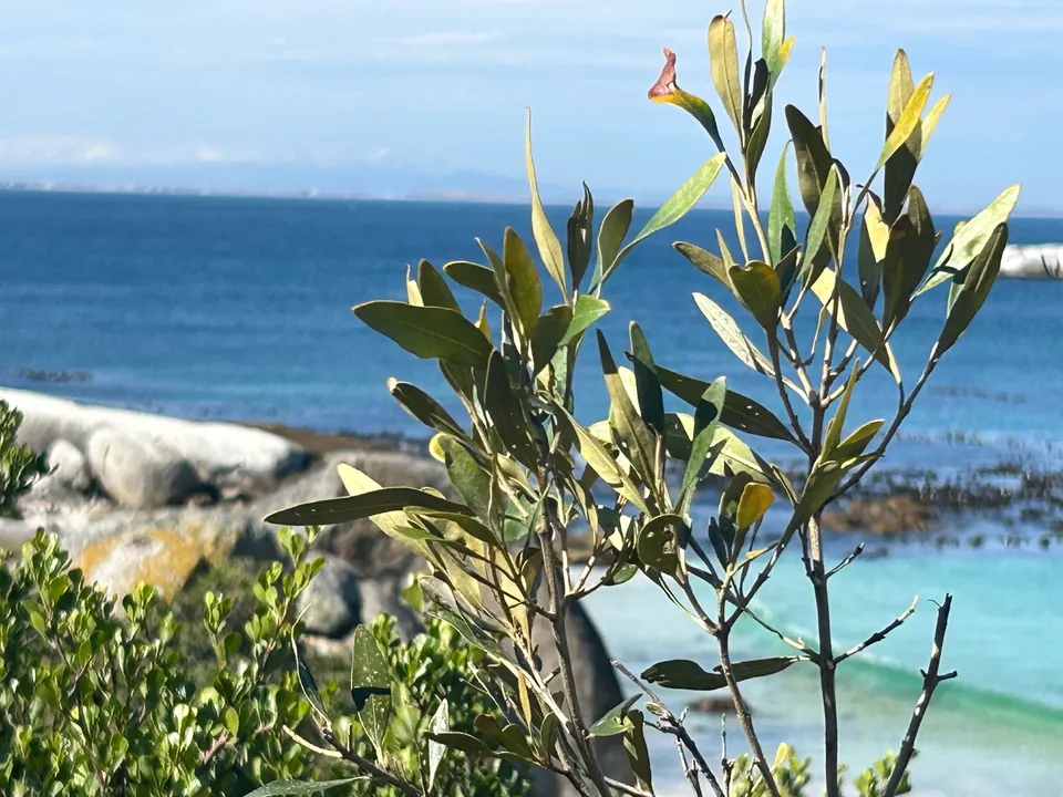 Fynbos an der türkisfarbenen Küste