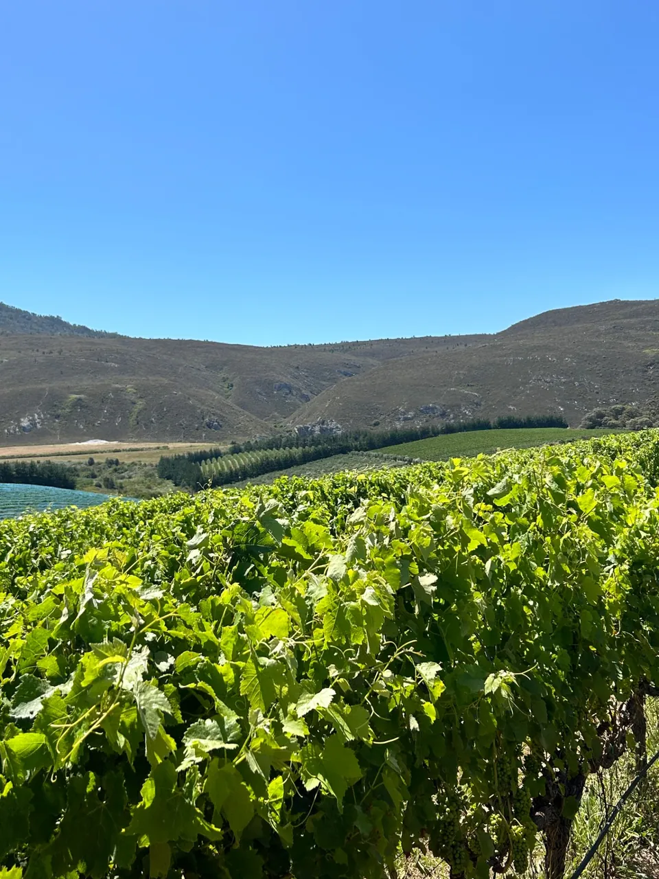 Weinberge unterhalb der Berge
