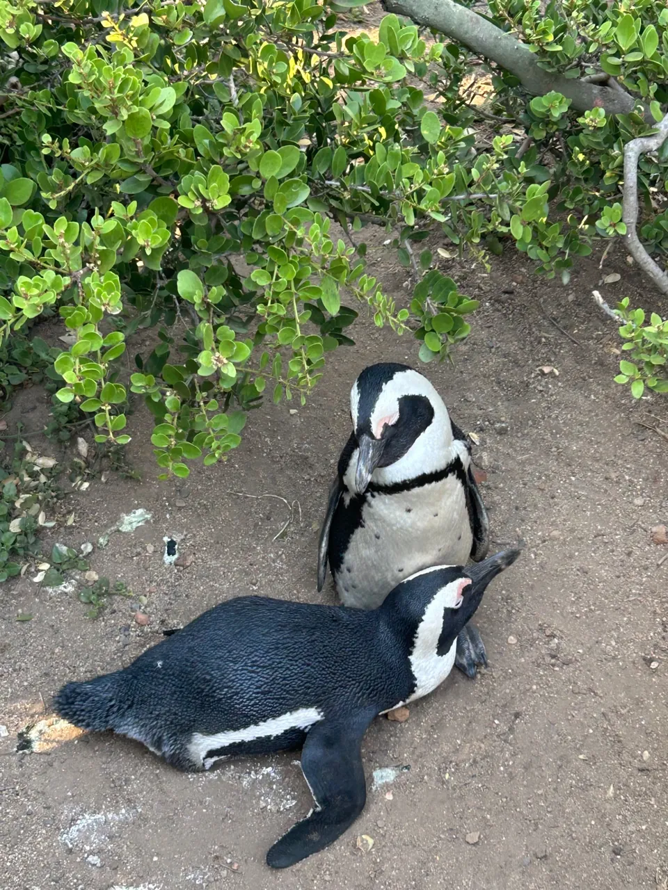 Brillenpinguine am Boulders Beach