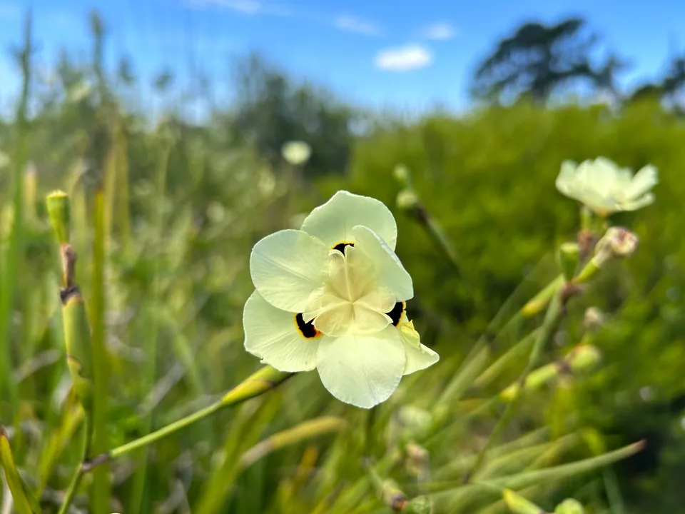 Wilde Fynbos-Blüte